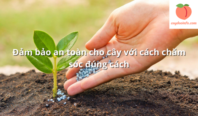 Đảm bảo an toàn cho cây với cách chăm sóc đúng cách