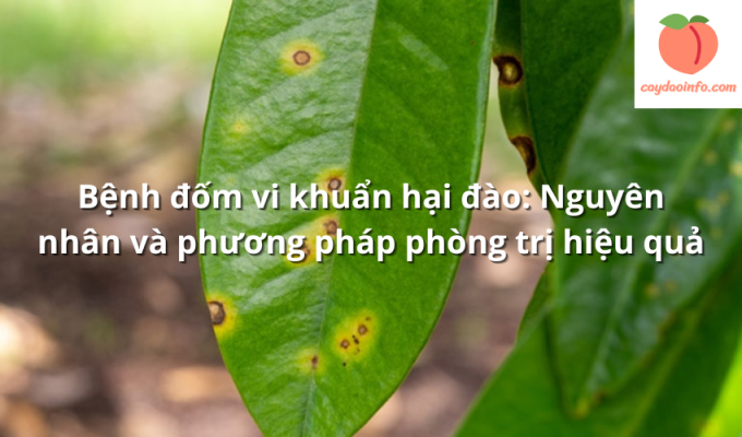 Bệnh đốm vi khuẩn hại đào: Nguyên nhân và phương pháp phòng trị hiệu quả