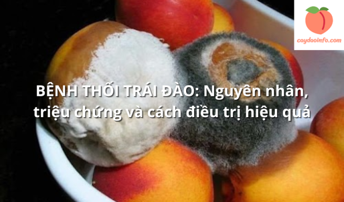 BỆNH THỐI TRÁI ĐÀO: Nguyên nhân, triệu chứng và cách điều trị hiệu quả