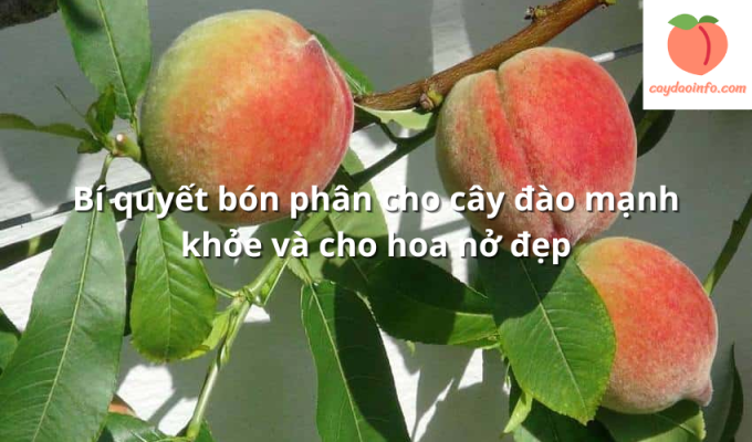 Bí quyết bón phân cho cây đào mạnh khỏe và cho hoa nở đẹp