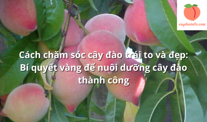 Cách chăm sóc cây đào trái to và đẹp: Bí quyết vàng để nuôi dưỡng cây đào thành công