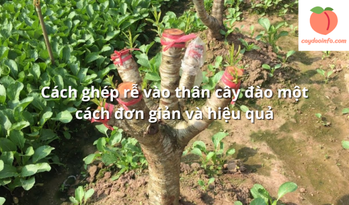 Cách ghép rễ vào thân cây đào một cách đơn giản và hiệu quả