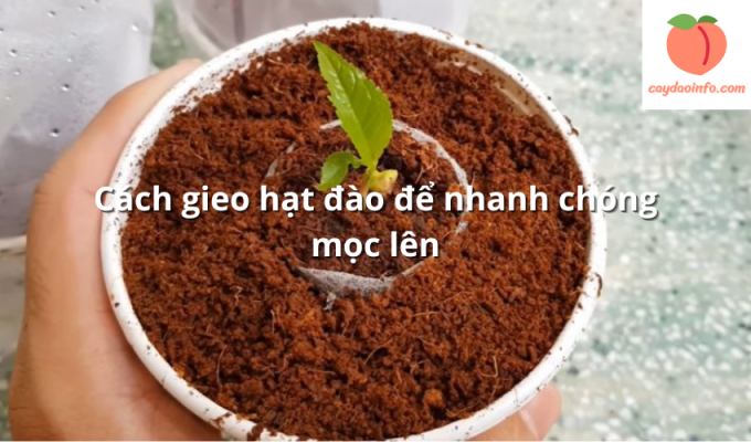 Cách gieo hạt đào để nhanh chóng mọc lên