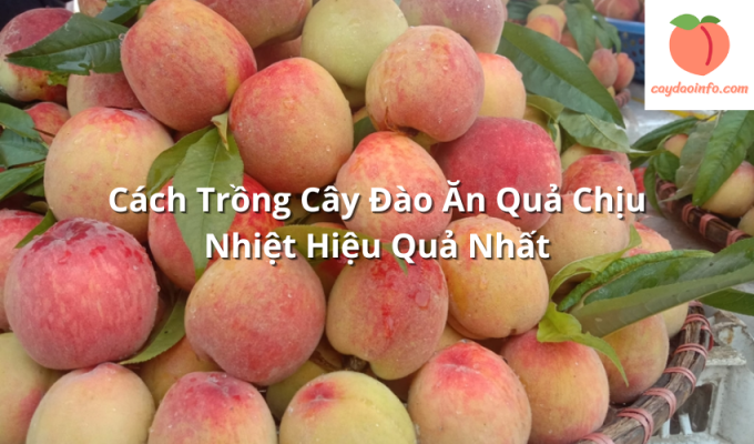 Cách Trồng Cây Đào Ăn Quả Chịu Nhiệt Hiệu Quả Nhất