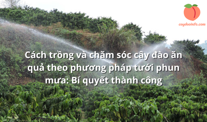 Cách trồng và chăm sóc cây đào ăn quả theo phương pháp tưới phun mưa: Bí quyết thành công