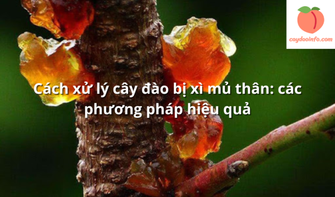 Cách xử lý cây đào bị xì mủ thân: các phương pháp hiệu quả