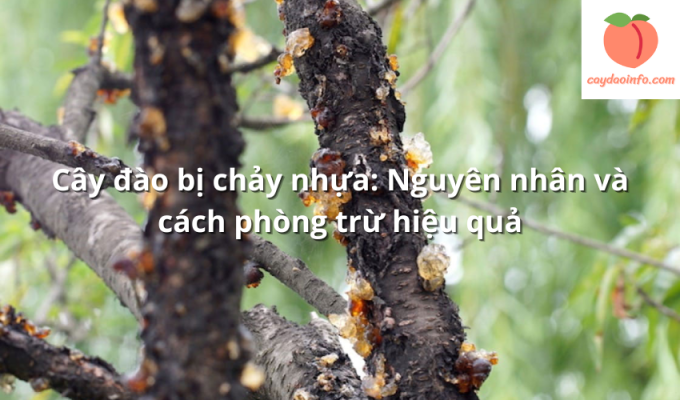 Cây đào bị chảy nhựa: Nguyên nhân và cách phòng trừ hiệu quả