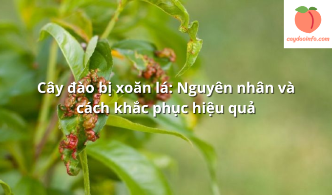 Cây đào bị xoăn lá: Nguyên nhân và cách khắc phục hiệu quả