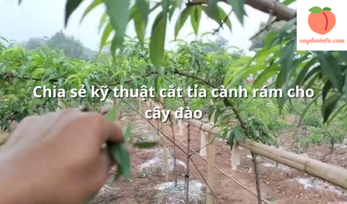 Chia sẻ kỹ thuật cắt tỉa cành rám cho cây đào