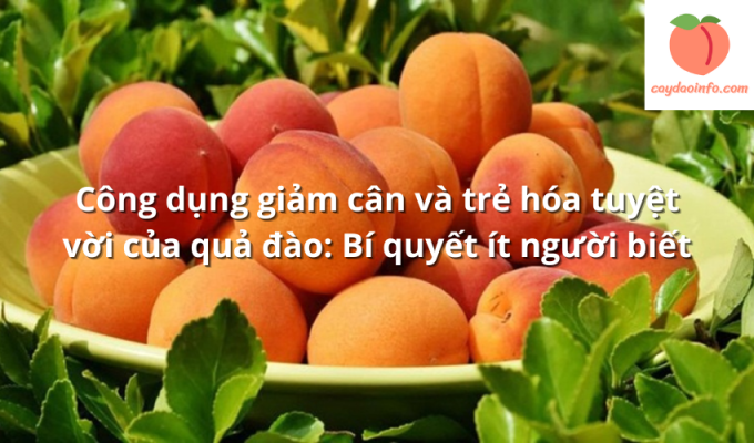 Công dụng giảm cân và trẻ hóa tuyệt vời của quả đào: Bí quyết ít người biết