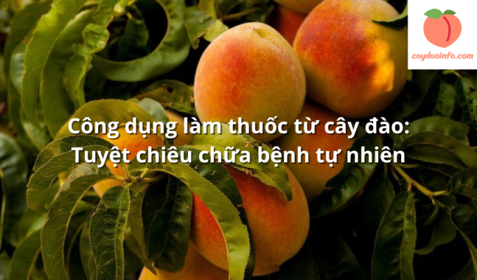 Công dụng làm thuốc từ cây đào: Tuyệt chiêu chữa bệnh tự nhiên