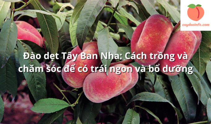 Đào dẹt Tây Ban Nha: Cách trồng và chăm sóc để có trái ngon và bổ dưỡng