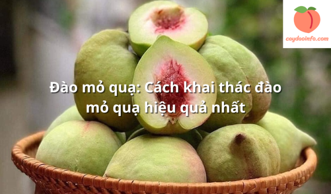 Đào mỏ quạ: Cách khai thác đào mỏ quạ hiệu quả nhất