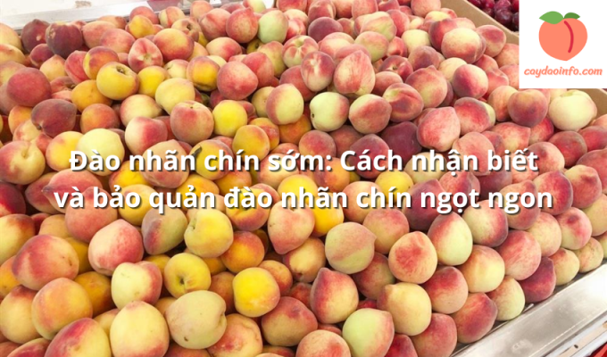 Đào nhãn chín sớm: Cách nhận biết và bảo quản đào nhãn chín ngọt ngon