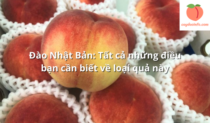 Đào Nhật Bản: Tất cả những điều bạn cần biết về loại quả này