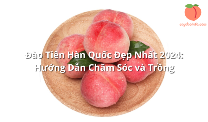 Đào Tiên Hàn Quốc Đẹp Nhất 2024: Hướng Dẫn Chăm Sóc và Trồng