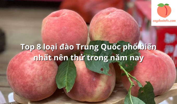 Top 8 loại đào Trung Quốc phổ biến nhất nên thử trong năm nay