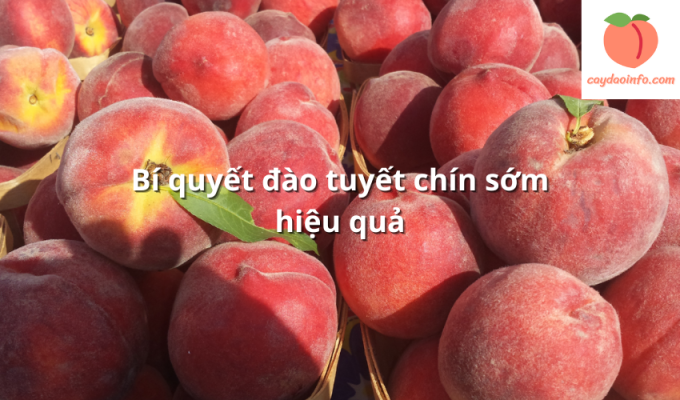 Bí quyết đào tuyết chín sớm hiệu quả