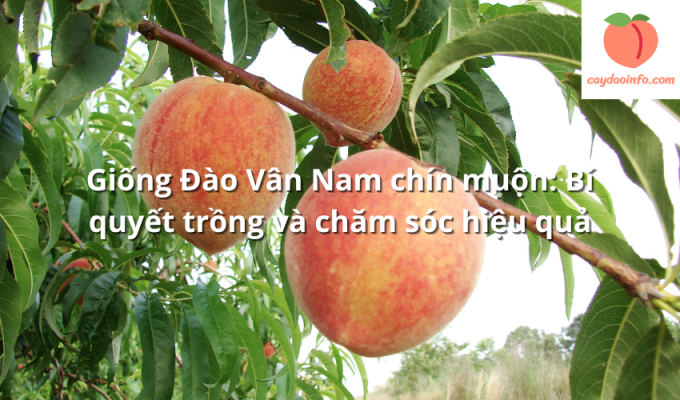 Giống Đào Vân Nam chín muộn: Bí quyết trồng và chăm sóc hiệu quả