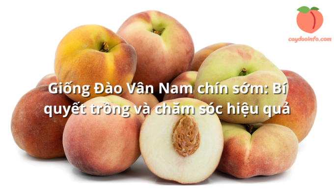 Giống Đào Vân Nam chín sớm: Bí quyết trồng và chăm sóc hiệu quả