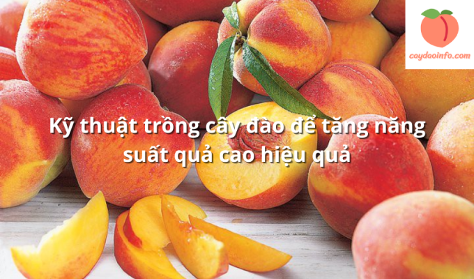 Kỹ thuật trồng cây đào để tăng năng suất quả cao hiệu quả