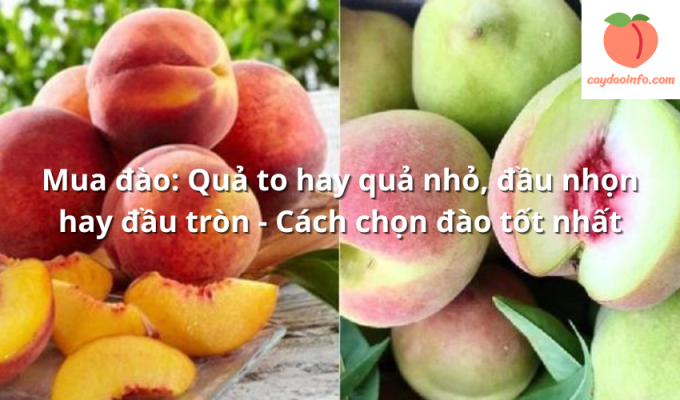 Mua đào: Quả to hay quả nhỏ, đầu nhọn hay đầu tròn - Cách chọn đào tốt nhất