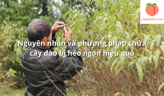 Nguyên nhân và phương pháp chữa cây đào bị héo ngọn hiệu quả