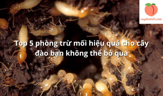 Top 5 phòng trừ mối hiệu quả cho cây đào bạn không thể bỏ qua