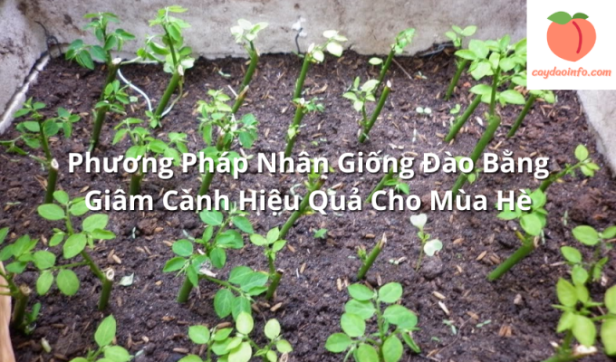 Phương Pháp Nhân Giống Đào Bằng Giâm Cành Hiệu Quả Cho Mùa Hè