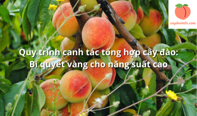 Quy trình canh tác tổng hợp cây đào: Bí quyết vàng cho năng suất cao