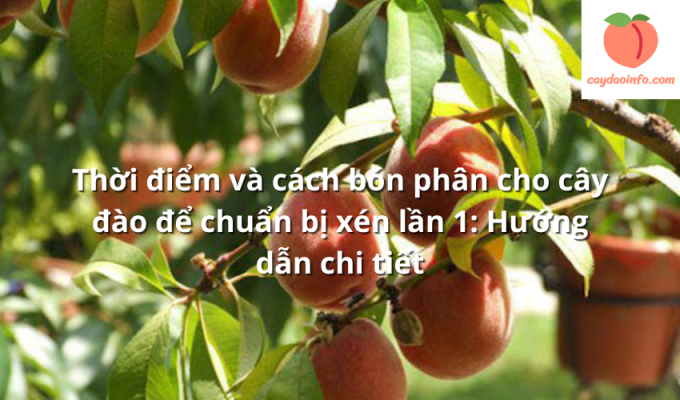 Thời điểm và cách bón phân cho cây đào để chuẩn bị xén lần 1: Hướng dẫn chi tiết